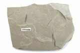 Fossil Insect (Crane Flies & Beetles) Plate - Utah #377172-3